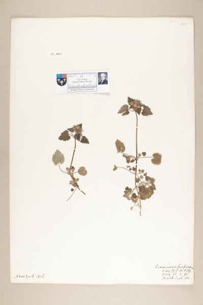 NHM_HH_23.17-2010 image NHM_HH_23.17-2010