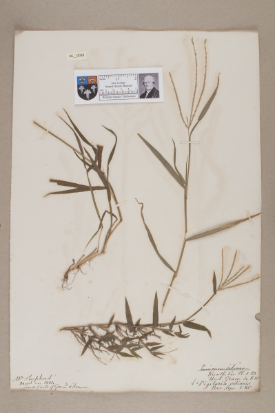 NHM_HH_36.38-2010 image NHM_HH_36.38-2010