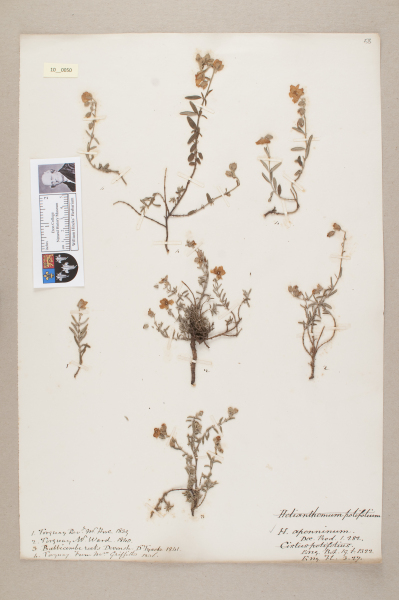 NHM_HH_10.50-2010 image NHM_HH_10.50-2010