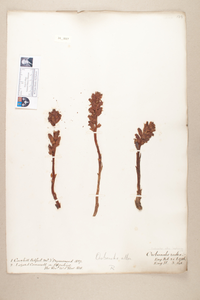 NHM_HH_24.27-2010 image NHM_HH_24.27-2010