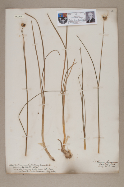 NHM_HH_38.28-2010 image NHM_HH_38.28-2010