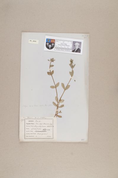 NHM_HH_9.35-2010 image NHM_HH_9.35-2010