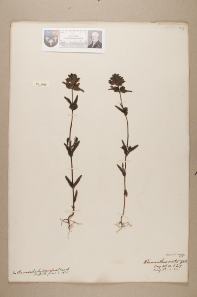 image NHM_HH_25.85-2010