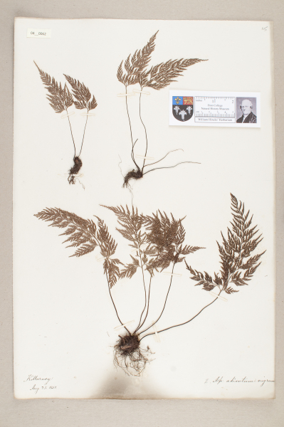 NHM_HH_4.62-2010 image NHM_HH_4.62-2010