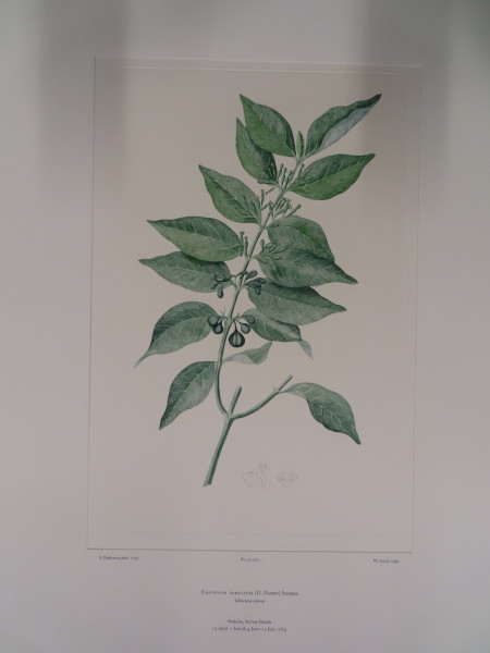 image FDA-E.2916_29_7-2016-A