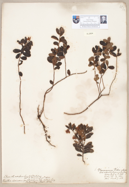 NHM_HH_12.24-2010 image NHM_HH_12.24-2010