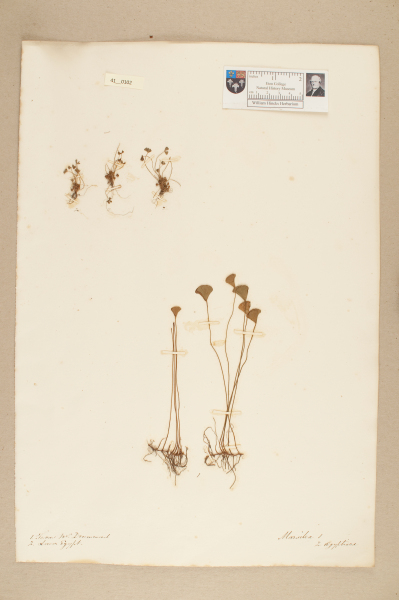 NHM_HH_41.102-2010 image NHM_HH_41.102-2010