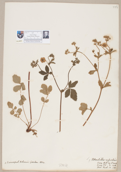 NHM_HH_13.33-2010 image NHM_HH_13.33-2010