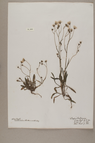 NHM_HH_28.50-2010 image NHM_HH_28.50-2010