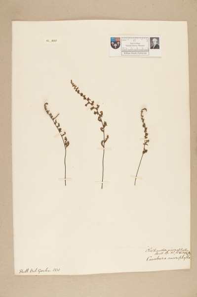 NHM_HH_41.37-2010 image NHM_HH_41.37-2010