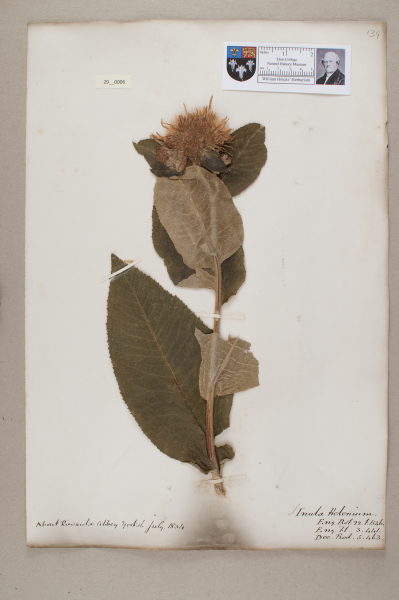 NHM_HH_29.6-2010 image NHM_HH_29.6-2010