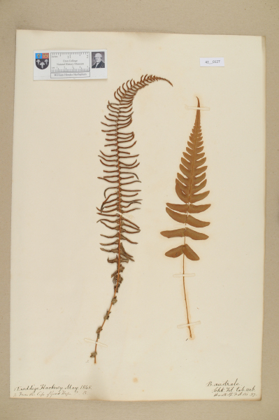 NHM_HH_42.127-2010 image NHM_HH_42.127-2010