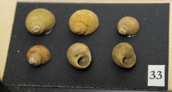 NHM-FT.33__-2016 image NHM-FT.33__-2016