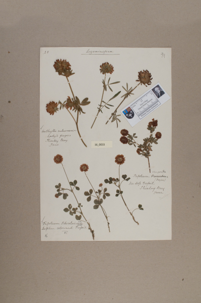 NHM_HH_16.33-2010 image NHM_HH_16.33-2010