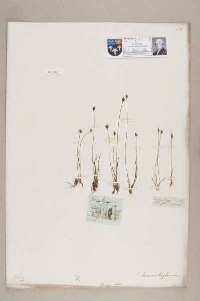 NHM_HH_31.10-2010 image NHM_HH_31.10-2010