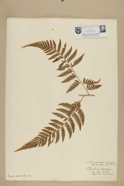 NHM_HH_42.7-2010 image NHM_HH_42.7-2010