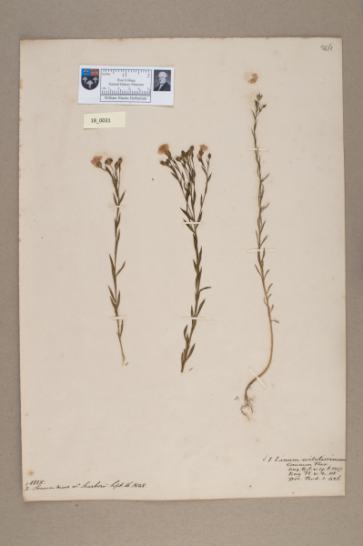 NHM_HH_18.31-2010 image NHM_HH_18.31-2010