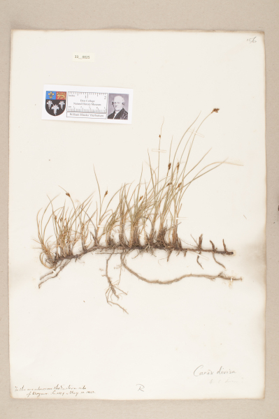 NHM_HH_33.25-2010 image NHM_HH_33.25-2010