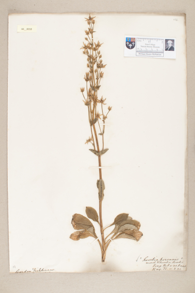 NHM_HH_44.10-2010 image NHM_HH_44.10-2010