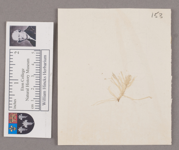 NHM_HH_1.153-2010 image NHM_HH_1.153-2010