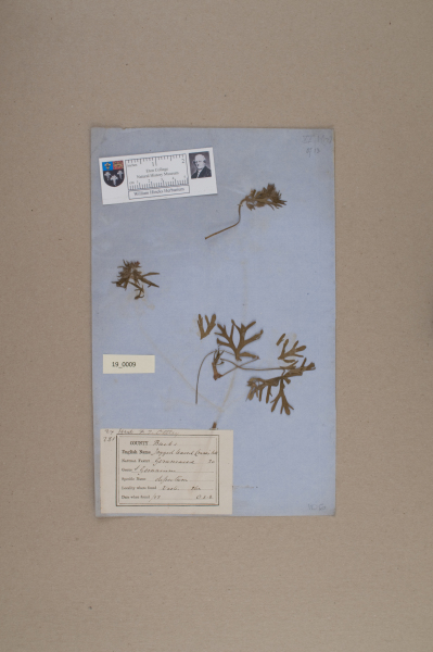 NHM_HH_19.9-2010 image NHM_HH_19.9-2010