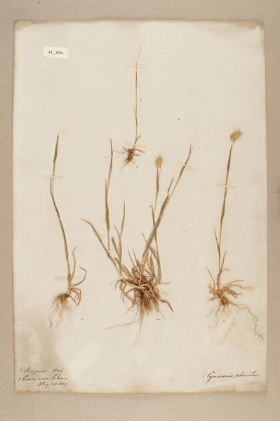 NHM_HH_34.31-2010 image NHM_HH_34.31-2010