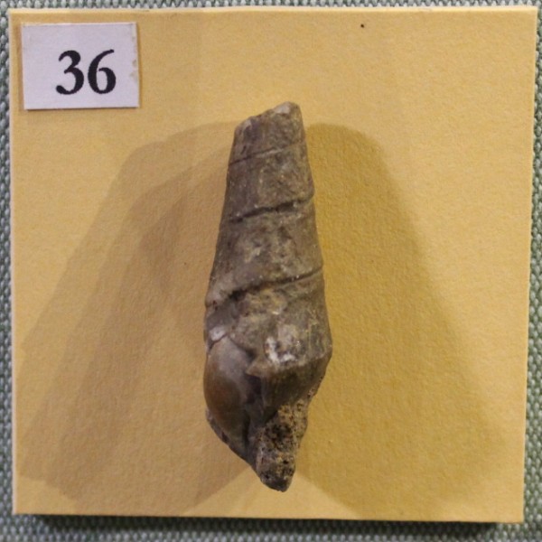 NHM.497-2017 image NHM.497-2017