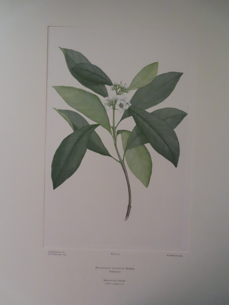 image FDA-E.2916_6_14-2016