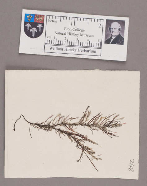 NHM_HH_1.248-2010 image NHM_HH_1.248-2010