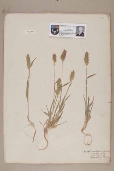 NHM_HH_35.35-2010 image NHM_HH_35.35-2010