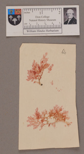 NHM_HH_1.64-2010 image NHM_HH_1.64-2010