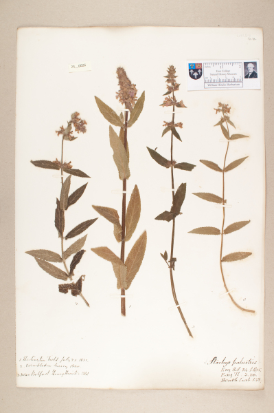 NHM_HH_23.26-2010 image NHM_HH_23.26-2010