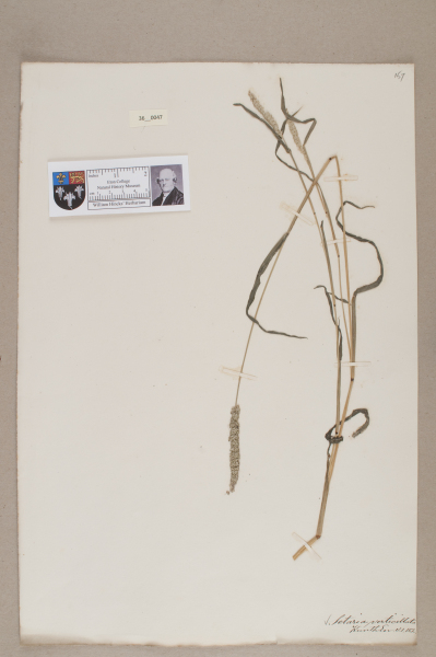 NHM_HH_36.47-2010 image NHM_HH_36.47-2010