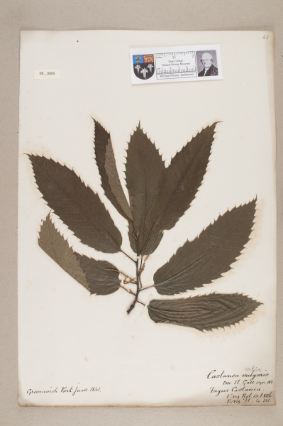 NHM_HH_8.5-2010 image NHM_HH_8.5-2010