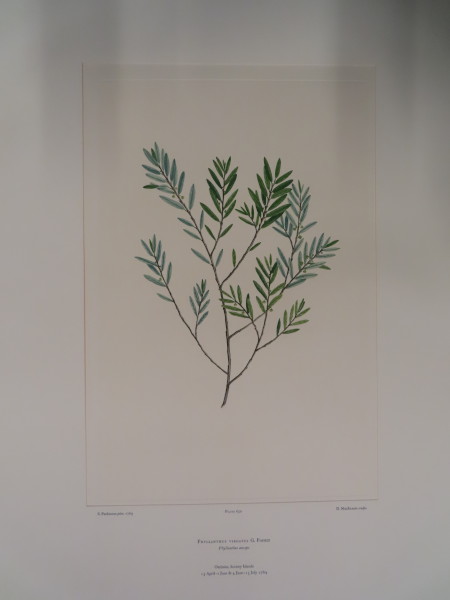 image FDA-E.2916_30_25-2016