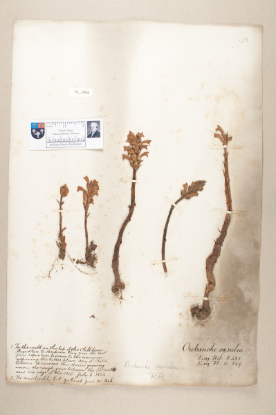 NHM_HH_24.36-2010 image NHM_HH_24.36-2010