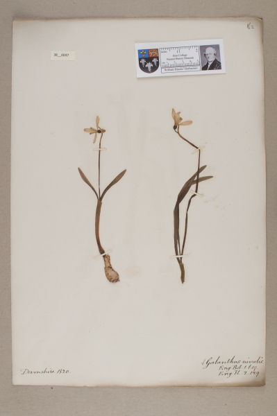 NHM_HH_38.37-2010 image NHM_HH_38.37-2010