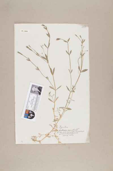 NHM_HH_9.44-2010 image NHM_HH_9.44-2010