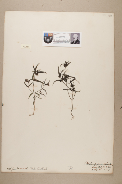 NHM_HH_25.94-2010 image NHM_HH_25.94-2010