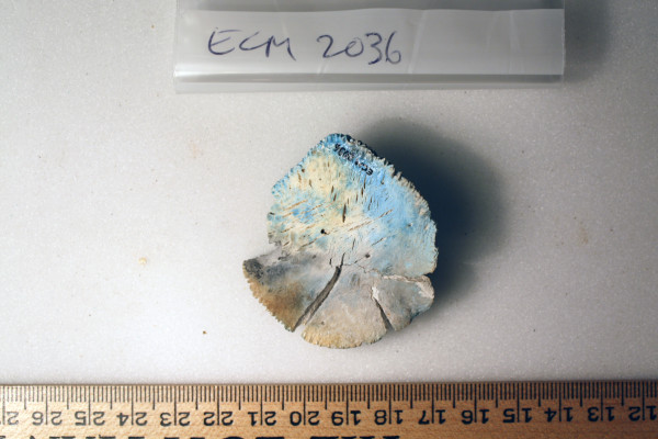 ECM.2036-2010-B image ECM.2036-2010-B