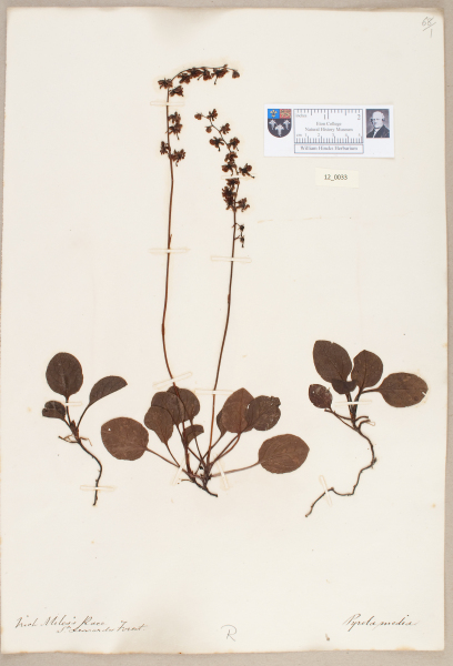 NHM_HH_12.33-2010 image NHM_HH_12.33-2010