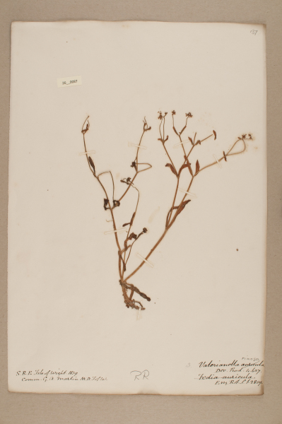 NHM_HH_26.87-2010 image NHM_HH_26.87-2010