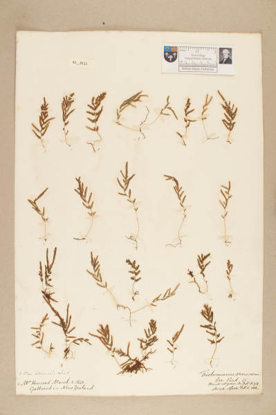 NHM_HH_41.111-2010 image NHM_HH_41.111-2010