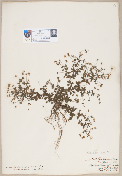 NHM_HH_13.42-2010 image NHM_HH_13.42-2010