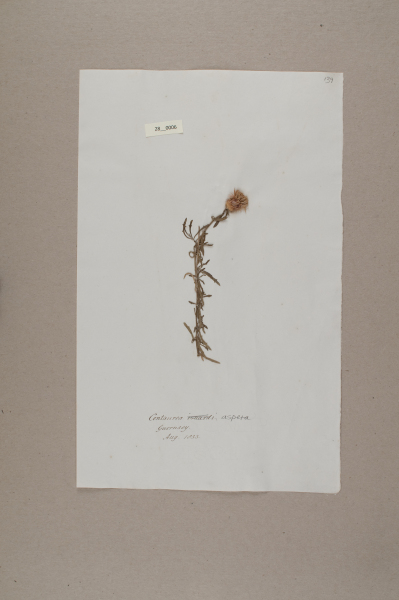 NHM_HH_28.6-2010 image NHM_HH_28.6-2010