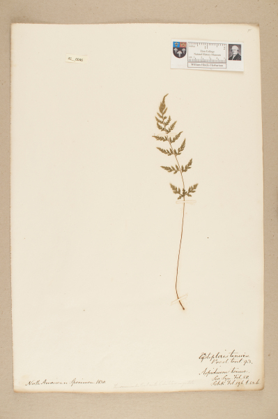 image NHM_HH_41.46-2010