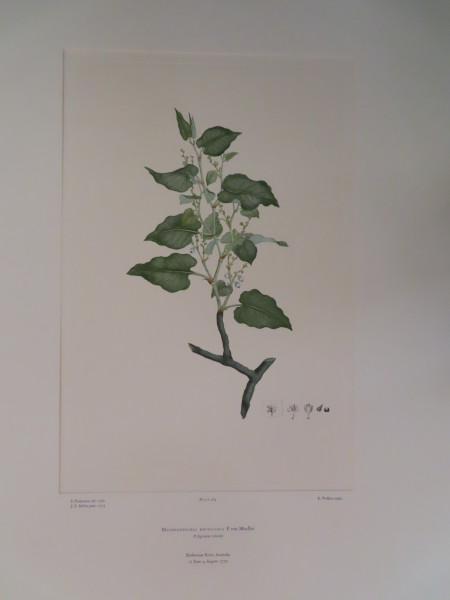 image FDA-E.2916_12_21-2016