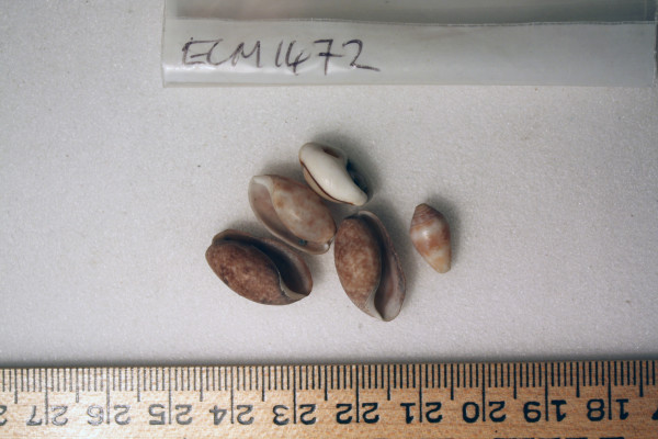 ECM.1472-2010-A image ECM.1472-2010-A