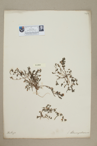 NHM_HH_15.20-2010 image NHM_HH_15.20-2010