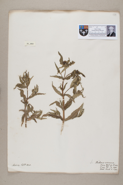 image NHM_HH_29.69-2010